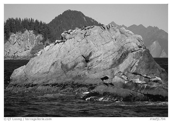 Rock with sea lions in Aialik Bay. Kenai Fjords National Park, Alaska, USA.