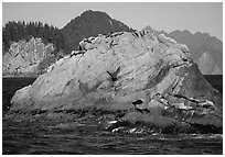 Rock with sea lions in Aialik Bay. Kenai Fjords National Park, Alaska, USA. (black and white)