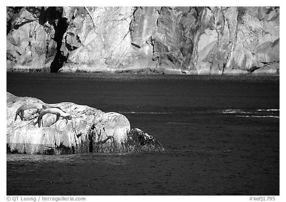 Rock with sea lions in Aialik Bay. Kenai Fjords National Park, Alaska, USA.