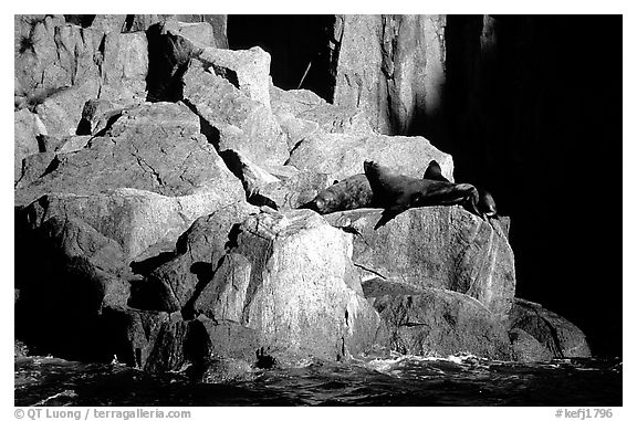 Sea lions in Aialik Bay. Kenai Fjords National Park (black and white)