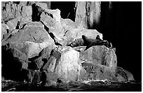 Sea lions in Aialik Bay. Kenai Fjords National Park, Alaska, USA. (black and white)