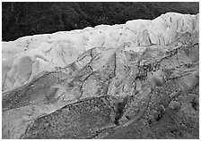 Exit Glacier and forest. Kenai Fjords  National Park ( black and white)