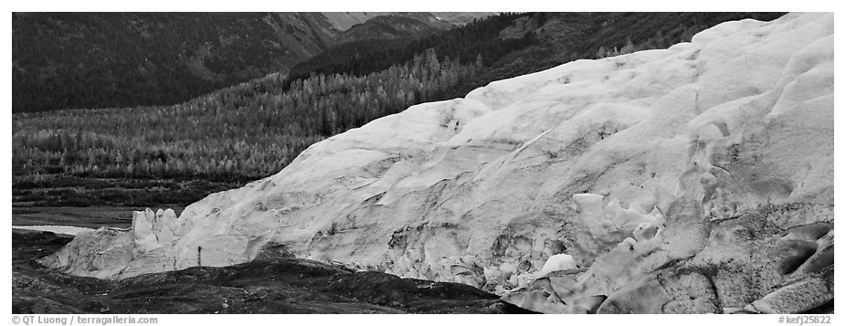 Glacier and trees in autumn color. Kenai Fjords National Park (black and white)