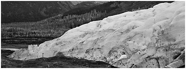 Glacier and trees in autumn color. Kenai Fjords  National Park (Panoramic black and white)