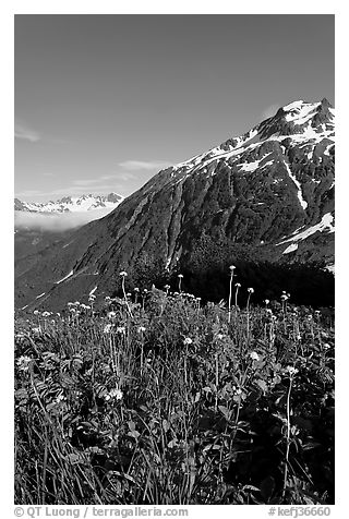 Wildflowers and peak. Kenai Fjords National Park (black and white)