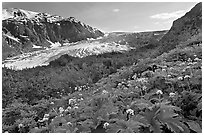 Wildflowers and Exit Glacier, late afternoon. Kenai Fjords National Park, Alaska, USA. (black and white)