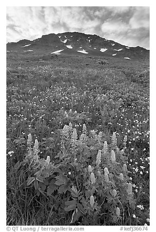 Lupine, buttercups, and rocky ridge. Kenai Fjords National Park, Alaska, USA.