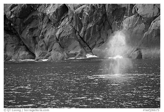 Whale spouting. Kenai Fjords National Park (black and white)