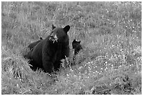 Black bear with cubs. Kenai Fjords National Park ( black and white)