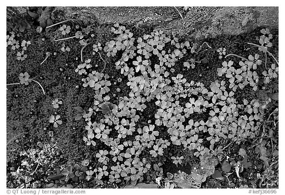 Alpine flowers. Kenai Fjords National Park, Alaska, USA.