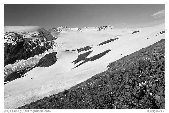 Wildflowers and Harding ice field. Kenai Fjords National Park (black and white)