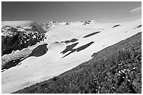 Wildflowers and Harding ice field. Kenai Fjords National Park, Alaska, USA. (black and white)