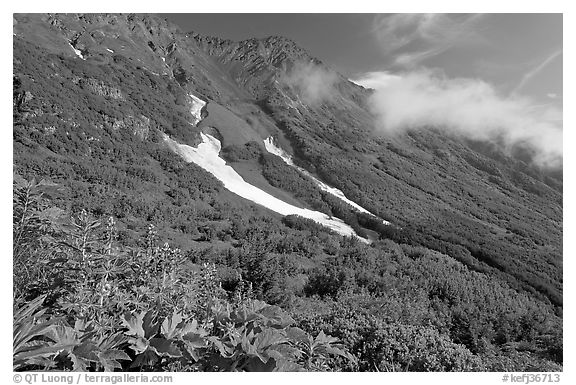 Lupine, neve, and verdant mountain slopes. Kenai Fjords National Park, Alaska, USA.