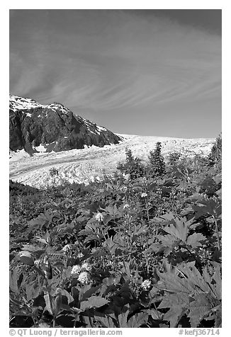 Wildflowers and Exit Glacier. Kenai Fjords National Park, Alaska, USA.