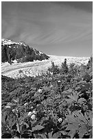 Wildflowers and Exit Glacier. Kenai Fjords National Park, Alaska, USA. (black and white)