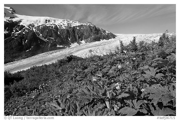 Wildflowers at Marmot Meadows, and Exit Glacier. Kenai Fjords National Park, Alaska, USA.