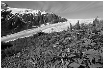 Wildflowers at Marmot Meadows, and Exit Glacier. Kenai Fjords National Park, Alaska, USA. (black and white)