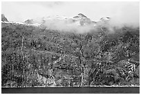 Wall of waterfalls streaming into Cataract Cove, Northwestern Fjord. Kenai Fjords National Park ( black and white)