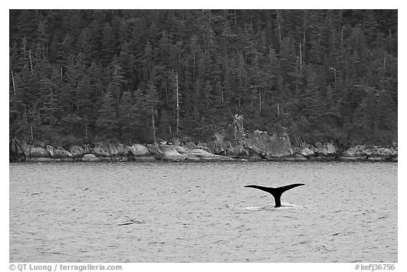 Whale fluke and forest, Aialik Bay. Kenai Fjords National Park, Alaska, USA.