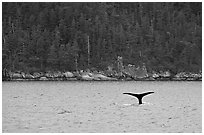Whale fluke and forest, Aialik Bay. Kenai Fjords National Park, Alaska, USA. (black and white)