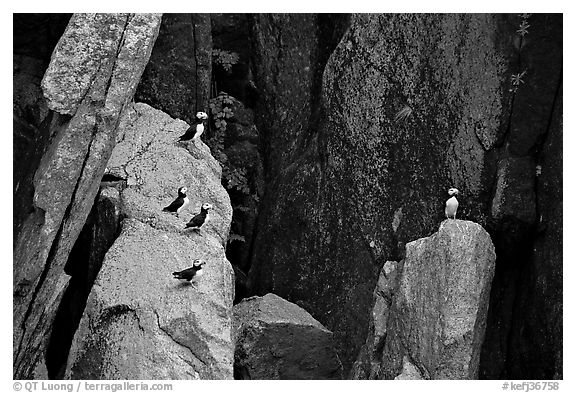 Puffins on cliff. Kenai Fjords National Park, Alaska, USA.