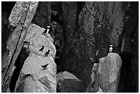 Puffins on cliff. Kenai Fjords National Park, Alaska, USA. (black and white)