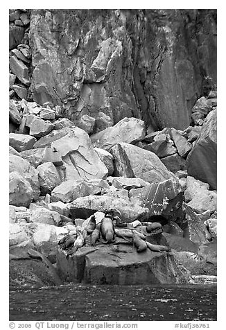 Stellar sea lions hauled out on rock. Kenai Fjords National Park (black and white)