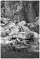 Stellar sea lions hauled out on rock. Kenai Fjords National Park ( black and white)