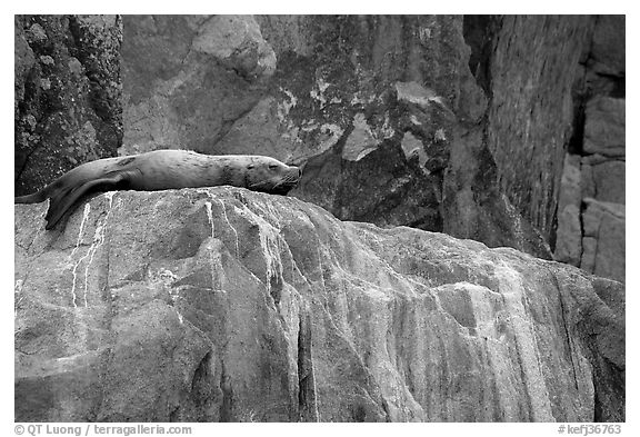 Stellar sea lion sleeping on rock. Kenai Fjords National Park, Alaska, USA.