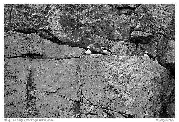 Puffins on rock wall. Kenai Fjords National Park (black and white)