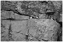 Puffins on rock wall. Kenai Fjords National Park ( black and white)