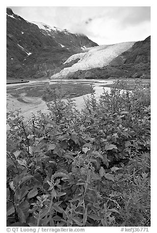 Dwarf fireweed and Exit Glacier. Kenai Fjords National Park (black and white)
