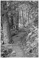 Harding Icefield trail passing through a young forest. Kenai Fjords National Park ( black and white)