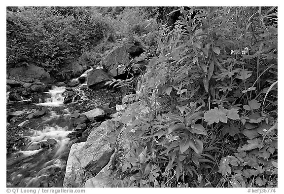 Widflowers and cascading stream. Kenai Fjords National Park, Alaska, USA.