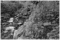 Widflowers and cascading stream. Kenai Fjords National Park, Alaska, USA. (black and white)