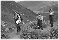 Women Park rangers on trail during a field study. Kenai Fjords National Park, Alaska, USA. (black and white)