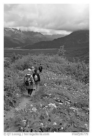 Hiking surrounded by wildflowers on Harding Icefield trail. Kenai Fjords National Park, Alaska, USA.