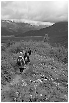 Hiking surrounded by wildflowers on Harding Icefield trail. Kenai Fjords National Park, Alaska, USA. (black and white)