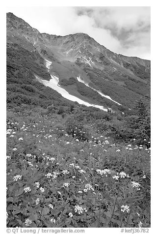 Hills and verdant alpine meadows, seen from Harding Icefield trail. Kenai Fjords National Park, Alaska, USA.