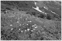 Lupine and white flowers, and neve, Marmot Meadows. Kenai Fjords National Park ( black and white)