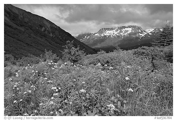 Wildflowers in Marmot Meadows and Resurection Mountains. Kenai Fjords National Park, Alaska, USA.