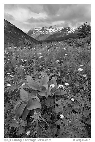 Marmot Meadows and Resurection Mountains. Kenai Fjords National Park, Alaska, USA.