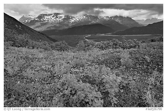 Dwarf Lupine and cloudy Resurection Mountains. Kenai Fjords National Park, Alaska, USA.