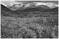 Dwarf Lupine and cloudy Resurection Mountains. Kenai Fjords National Park, Alaska, USA. (black and white)