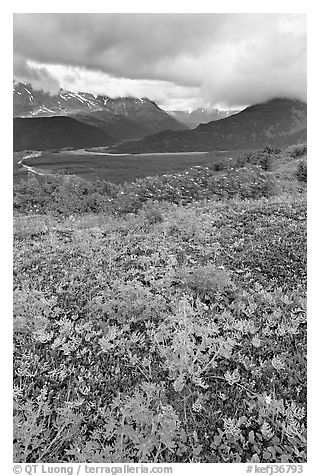 Dwarf Lupine in Marmot Meadows, and Resurection Mountains. Kenai Fjords National Park, Alaska, USA.