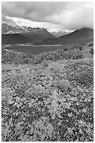 Dwarf Lupine in Marmot Meadows, and Resurection Mountains. Kenai Fjords National Park, Alaska, USA. (black and white)