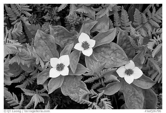 Close-up of flowers and ferns, Marmot Meadows. Kenai Fjords National Park (black and white)