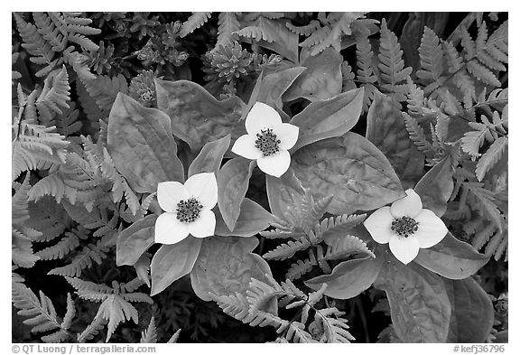 Close-up of flowers and ferns, Marmot Meadows. Kenai Fjords National Park, Alaska, USA.