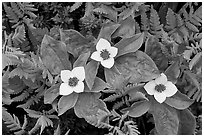 Close-up of flowers and ferns, Marmot Meadows. Kenai Fjords National Park, Alaska, USA. (black and white)