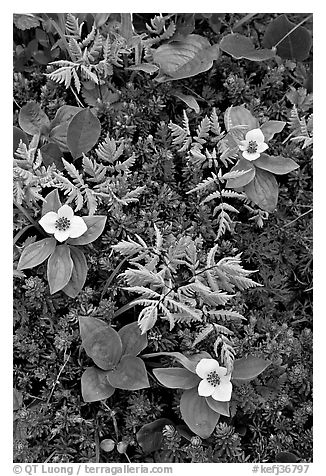 Close-up of alpine ferns and flowers, Marmot Meadows. Kenai Fjords National Park, Alaska, USA.